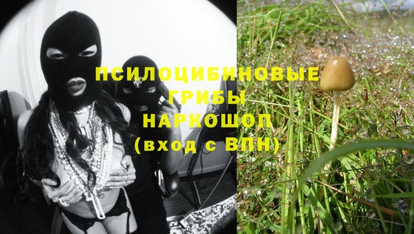 шишки Арсеньев